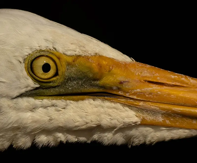 Egret — 8
