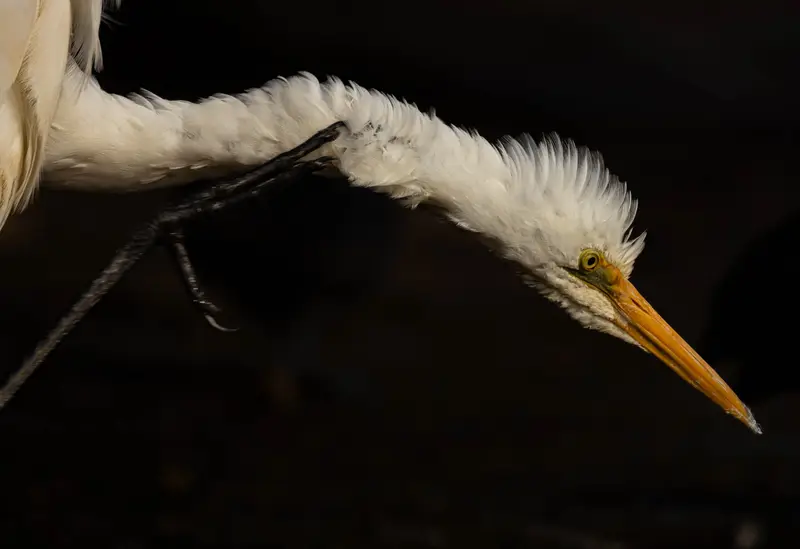 Egret — 10