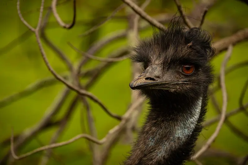 Emu — 2