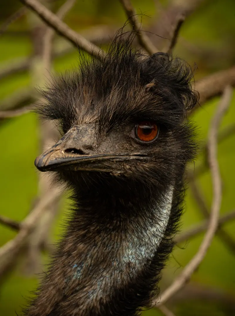 Emu — 3