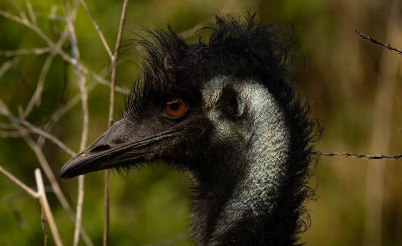 Emu — 4