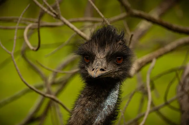 Emu — 5