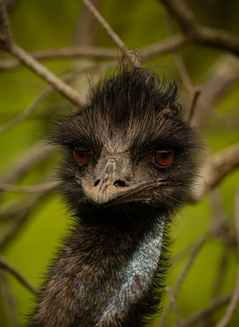 Emu — 6