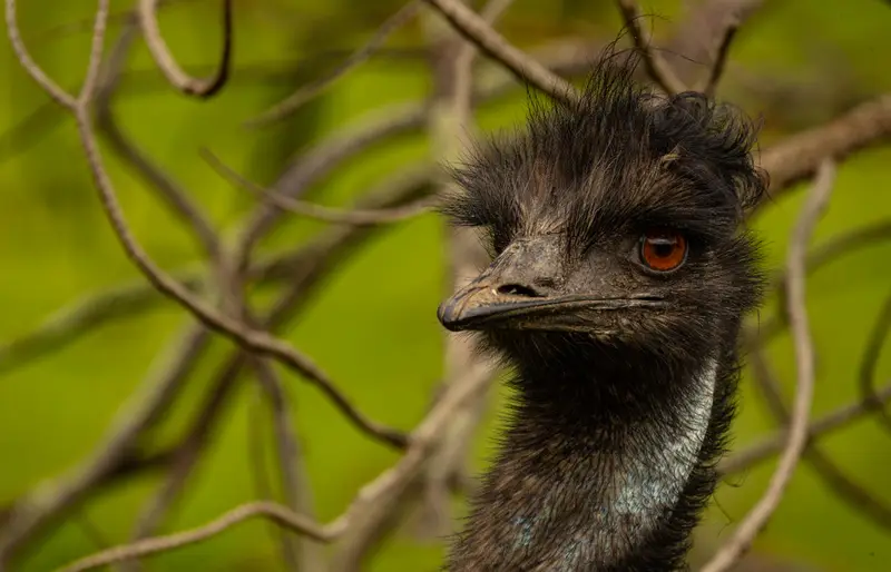 Emu