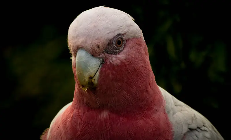 Galah