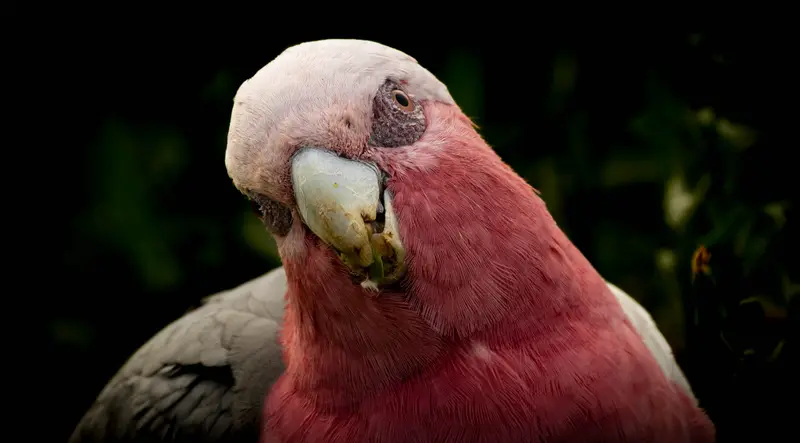 Galah — 2