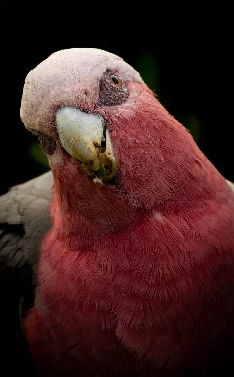 Galah — 3