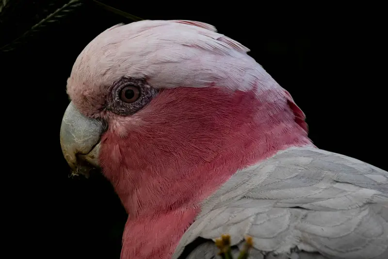 Galah — 4