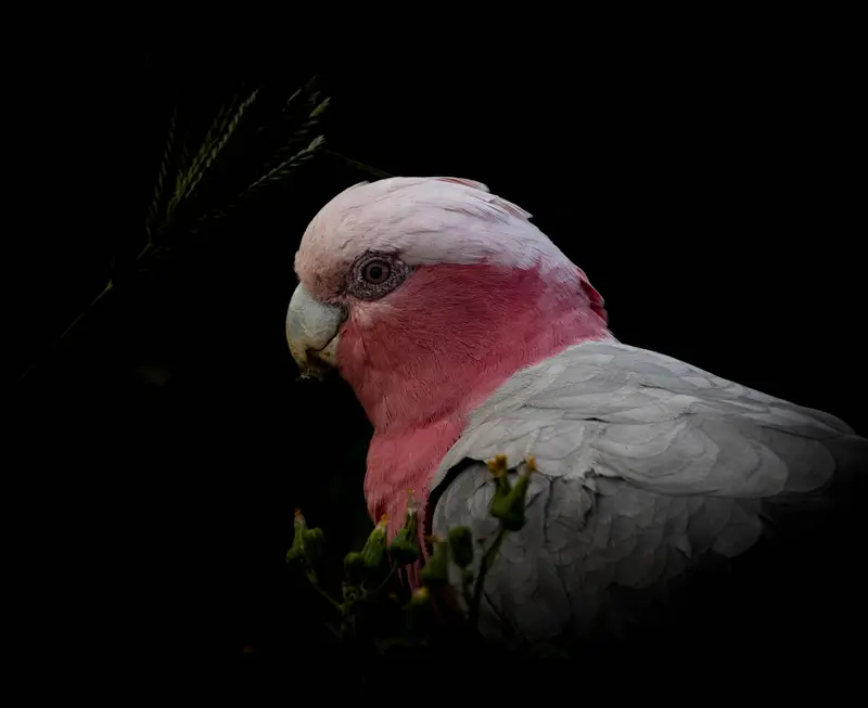 Galah — 4