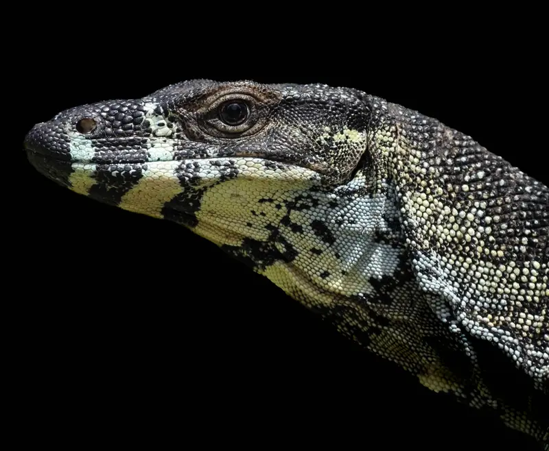 Goanna