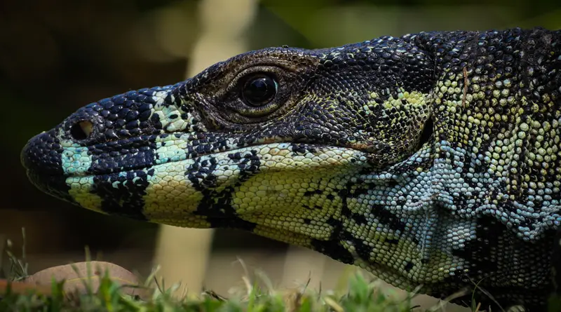 Goanna — 2