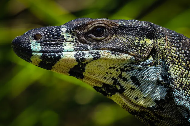 Goanna — 3