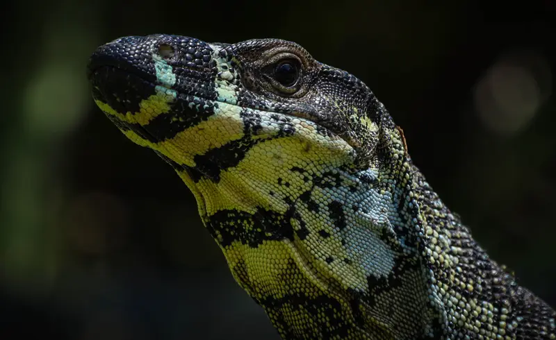 Goanna — 4
