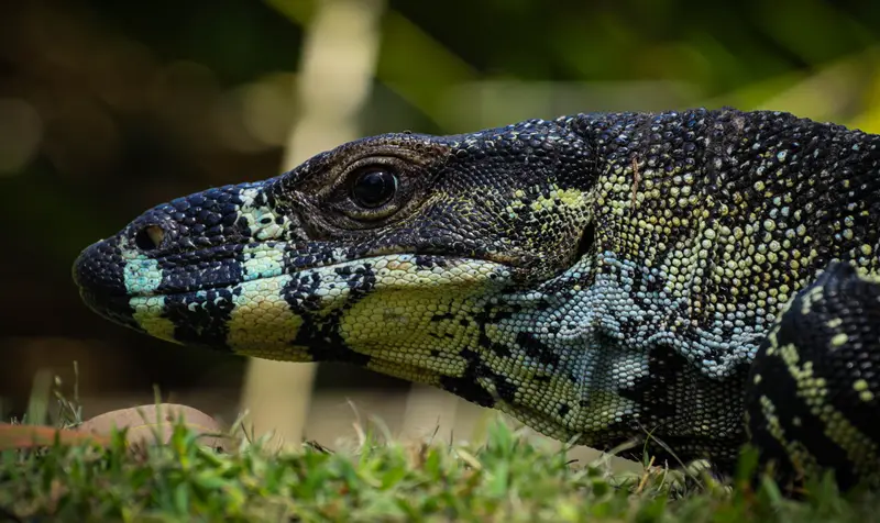 Goanna — 6