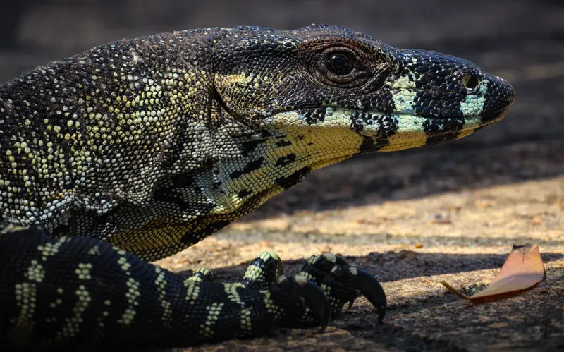 Goanna — 7