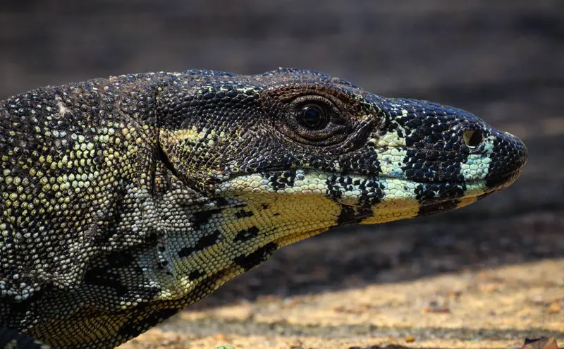 Goanna — 8