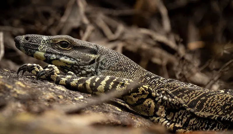 Goanna — 9
