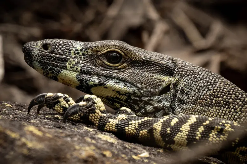 Goanna — 10