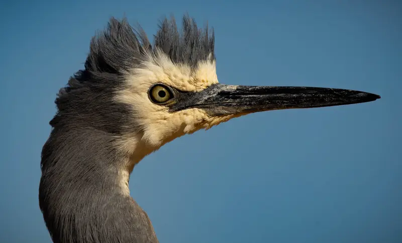 Grey Heron