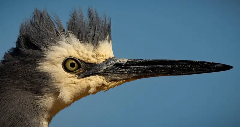 Grey Heron — 2