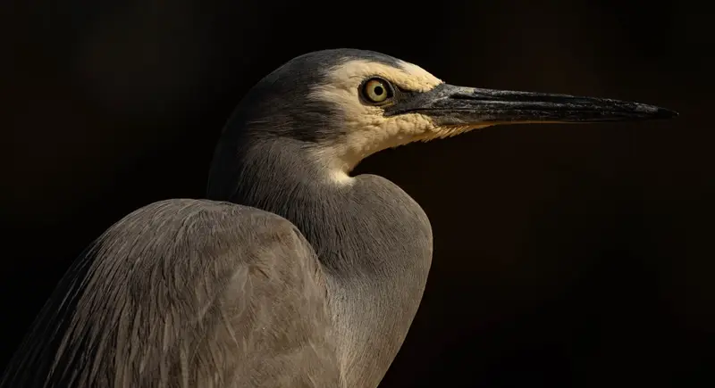 Grey Heron — 3