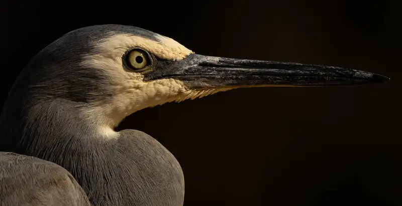 Grey Heron — 4