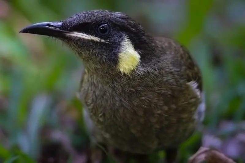 Honeyeater