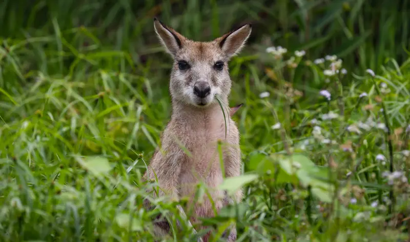 Eastern Grey Kangaroo — 2