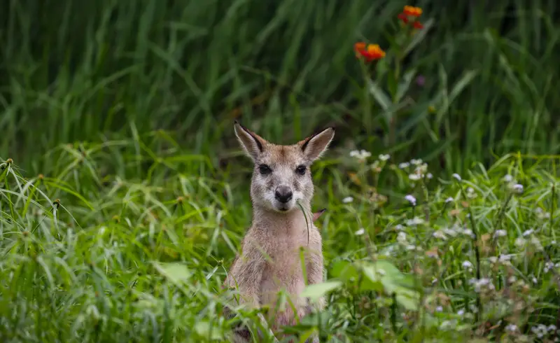 Eastern Grey Kangaroo — 3