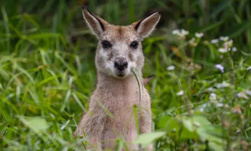 Eastern Grey Kangaroo
