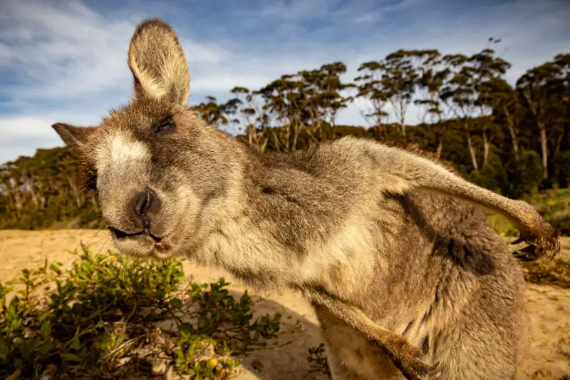Eastern Grey Kangaroo — 6