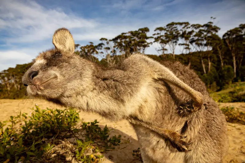Eastern Grey Kangaroo — 5