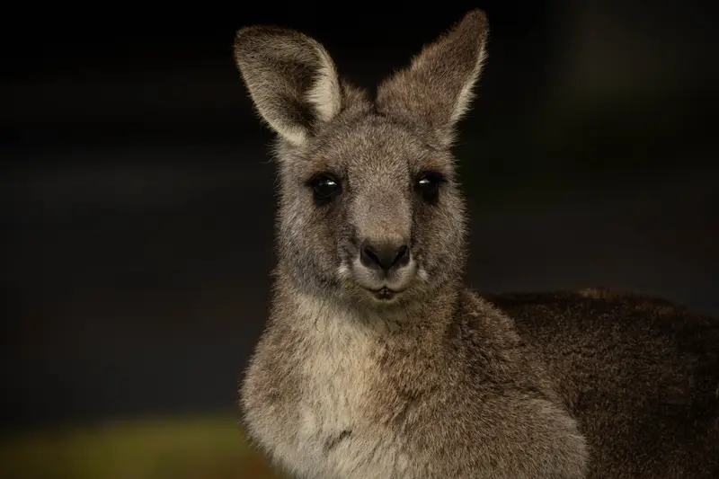 Kangaroos