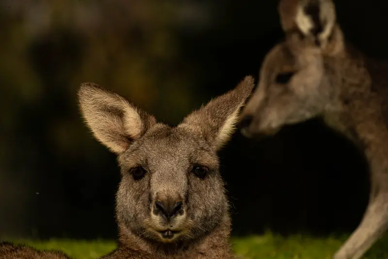 Eastern Grey Kangaroo — 7