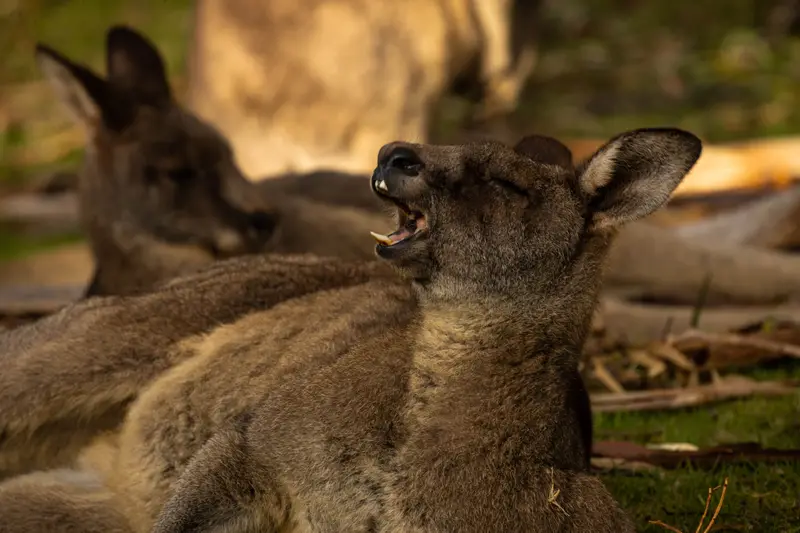 Eastern Grey Kangaroo — 9