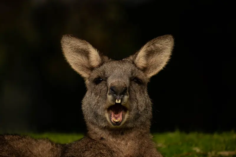 Eastern Grey Kangaroo — 8