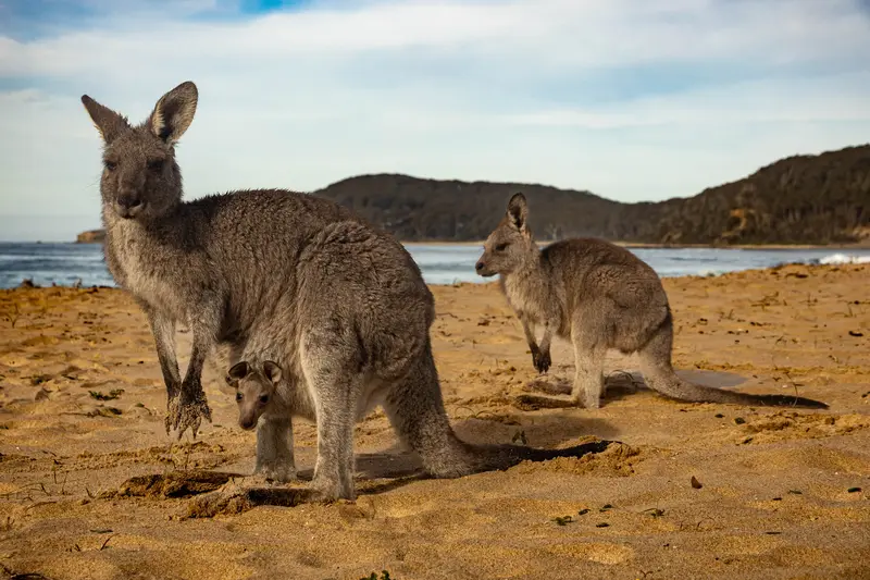 Kangaroos — 3