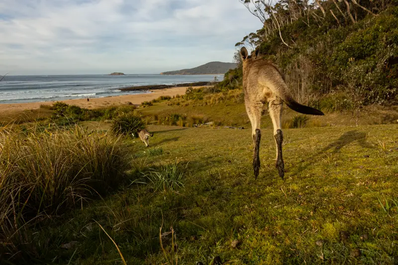 Kangaroos — 4