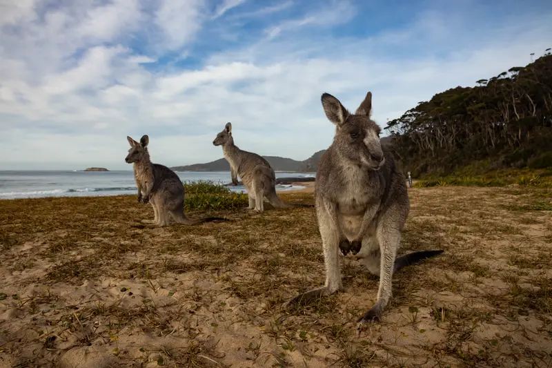 Kangaroos — 2