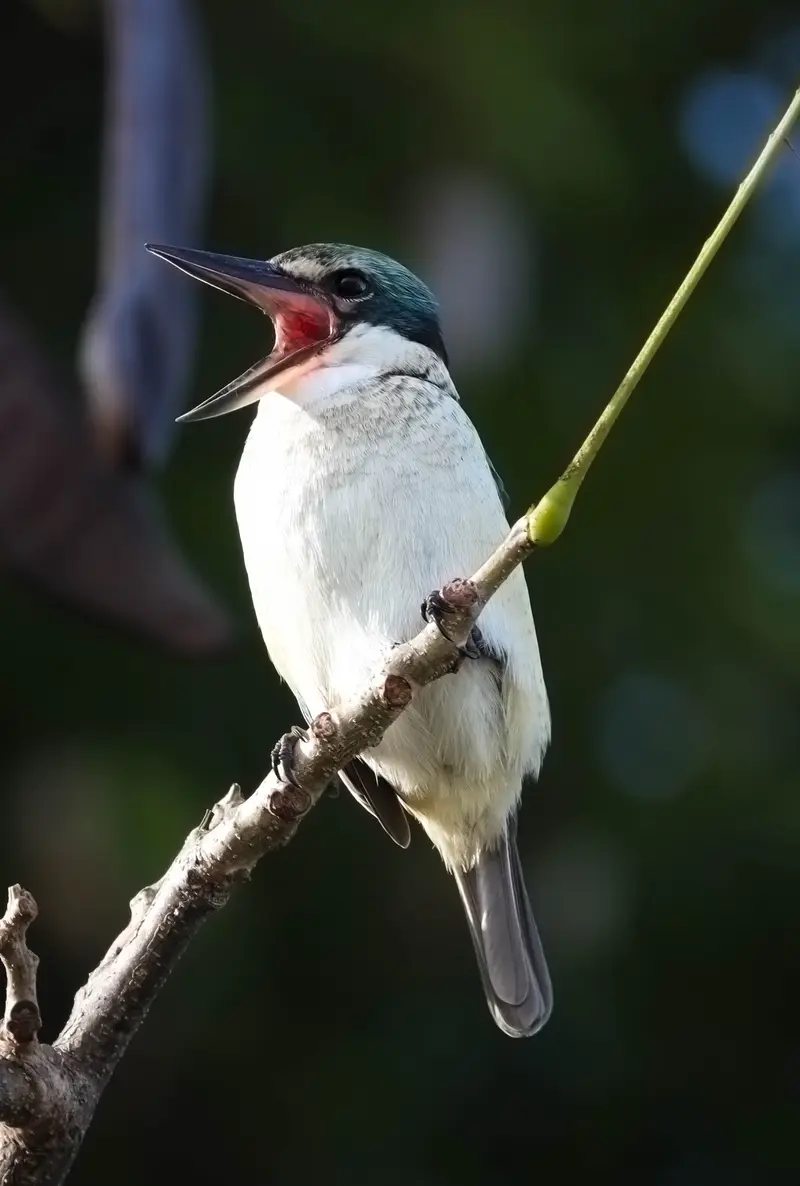 Kingfisher