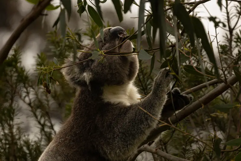 Koala — 2