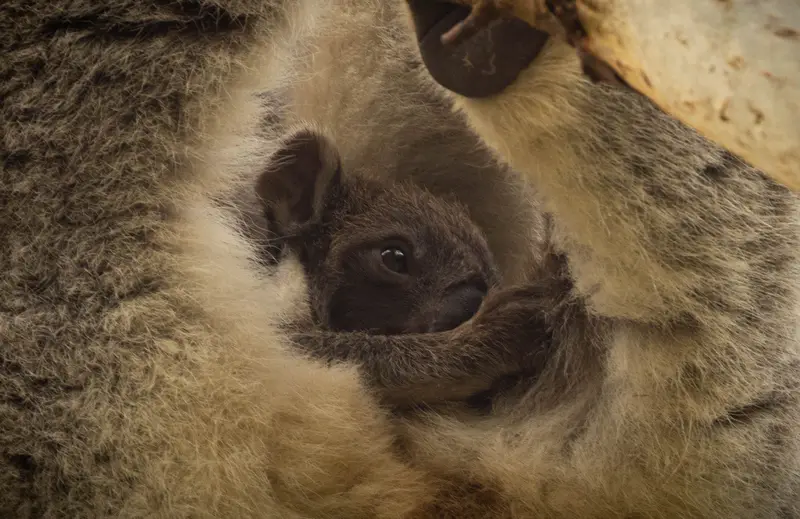 Koala — 3