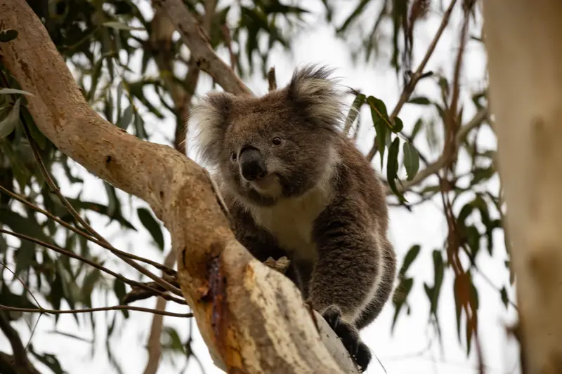Koala — 4