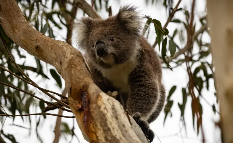 Koala — 5
