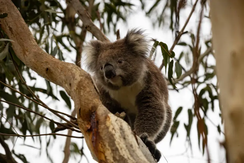 Koala — 6