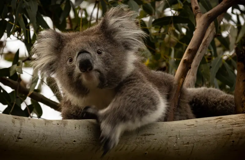 Koala — 7