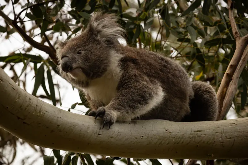 Koala — 8