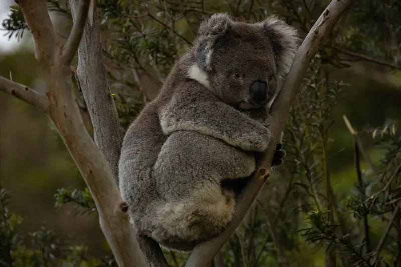 Koala — 9