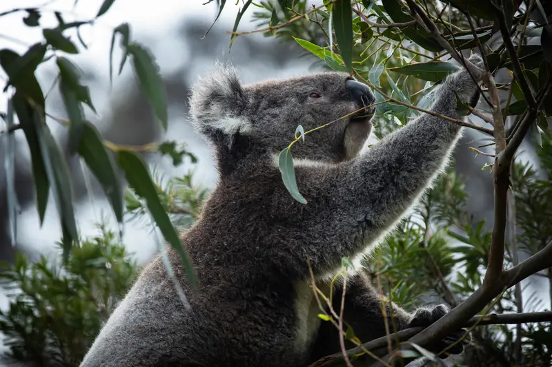 Koala — 10