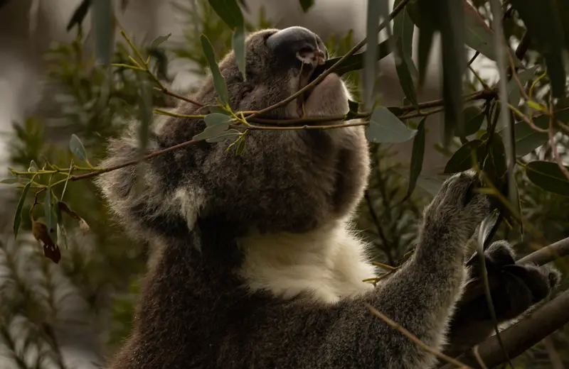 Koala